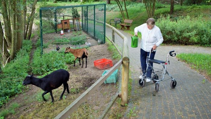 EIne Heimbewohnerin füttert zwei Schafe in einem Tiergehege. 