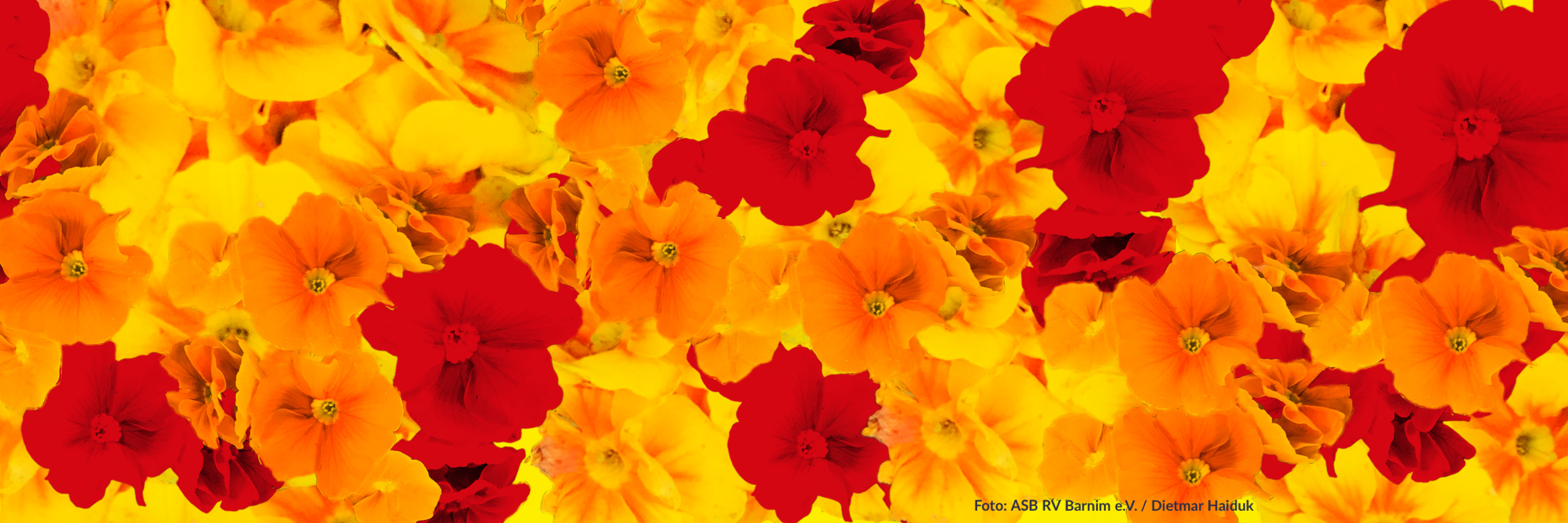 ASB24_Header_Frauentag_final.PNG
