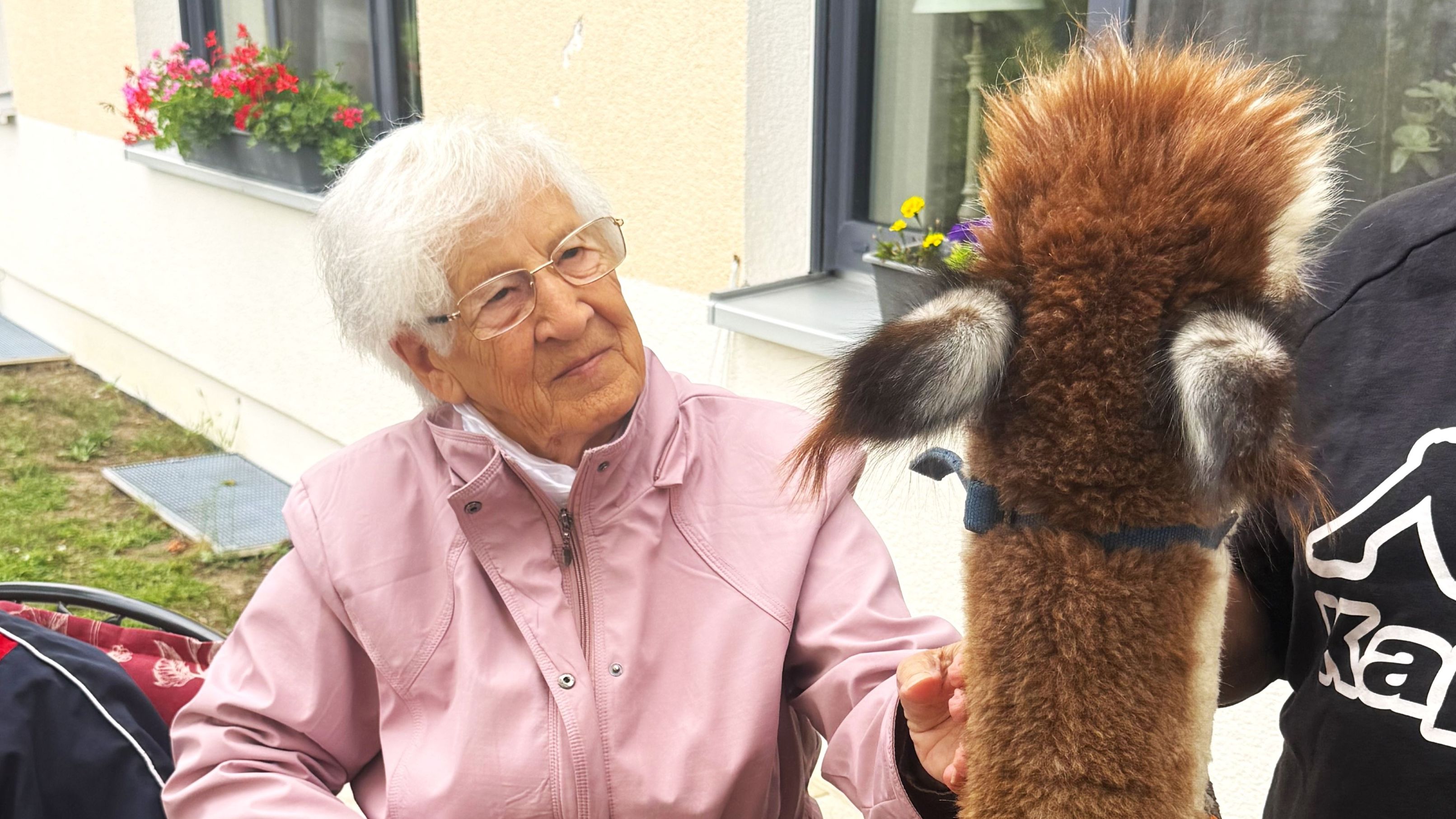 Eine Seniorin streichelt den langen Hals eines Alpaka-Tieres.