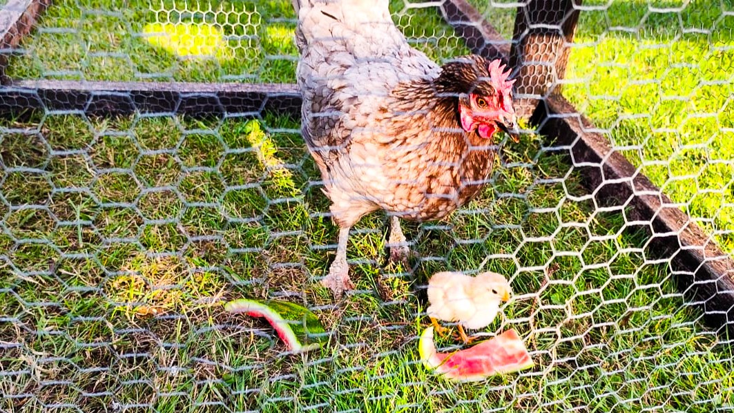 VOM-EI-ZUM-KÜKEN_ Seitenheader [ASB RV Schadow] (5)-.jpg