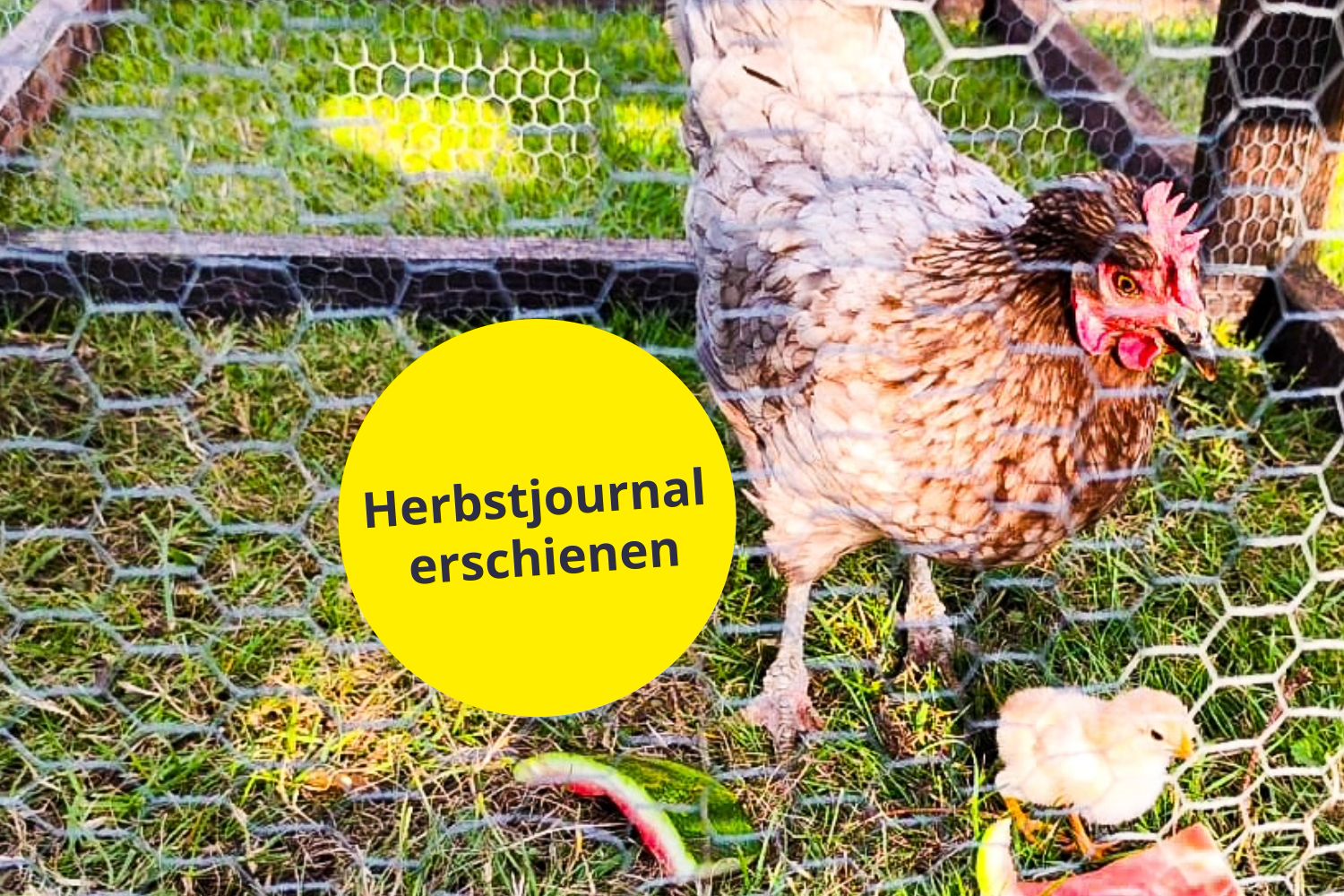 Im neuen Herbstjournal: Vom Ei zum Küken