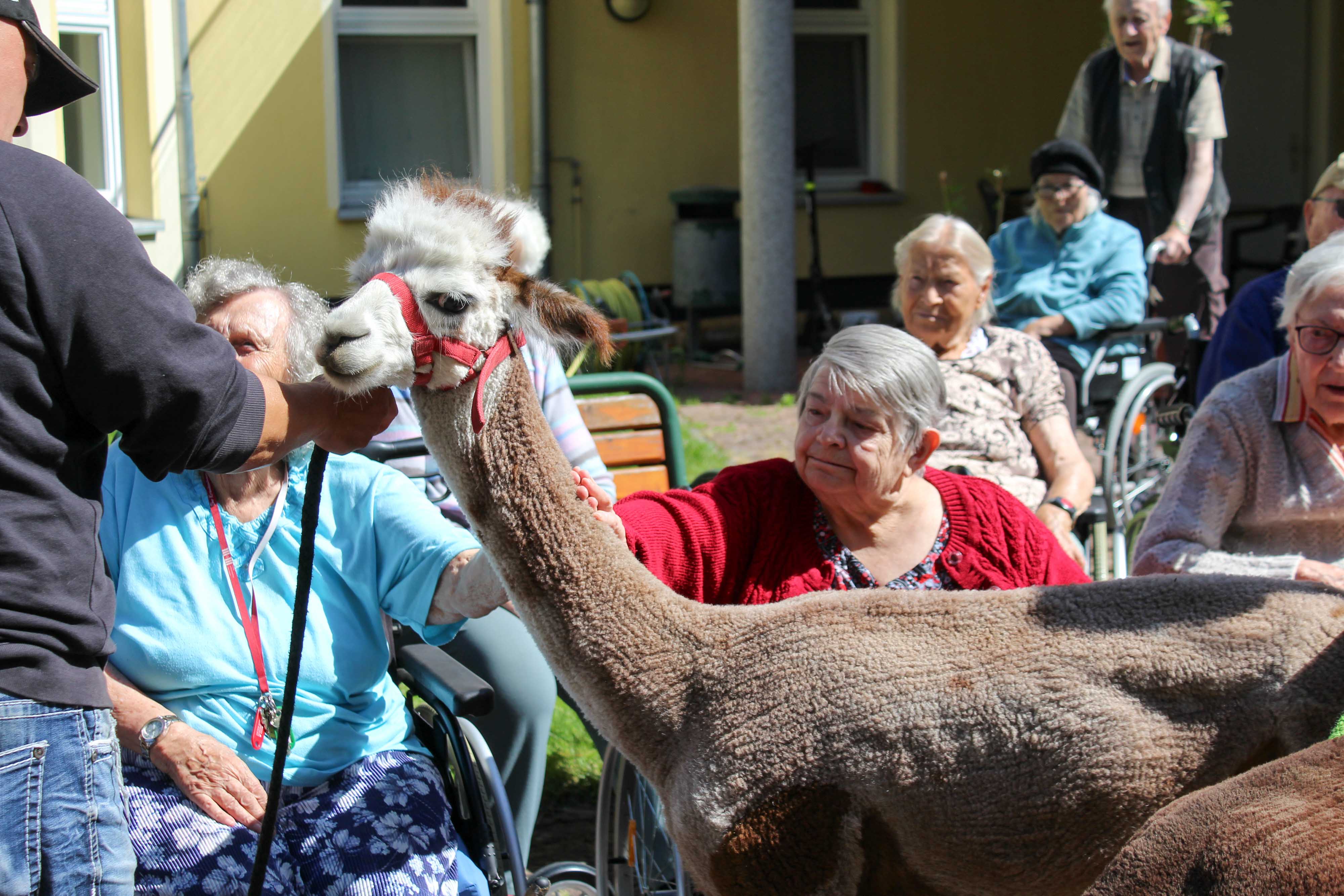 Liebevoller Besuch mit langen Hälsen
