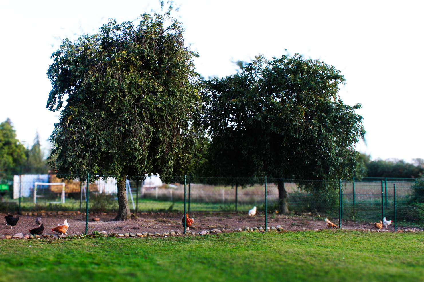 VOM-EI-ZUM-KÜKEN_Journal-25-02 [ASB RV].jpg