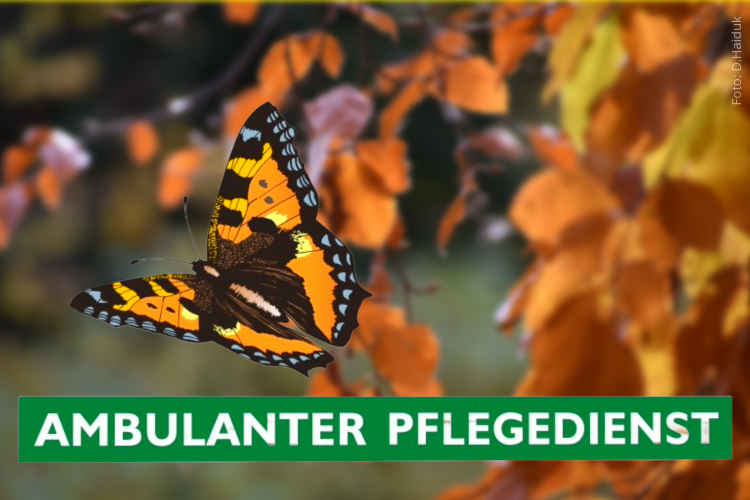 Wie der Schmetterling zu uns fand ...