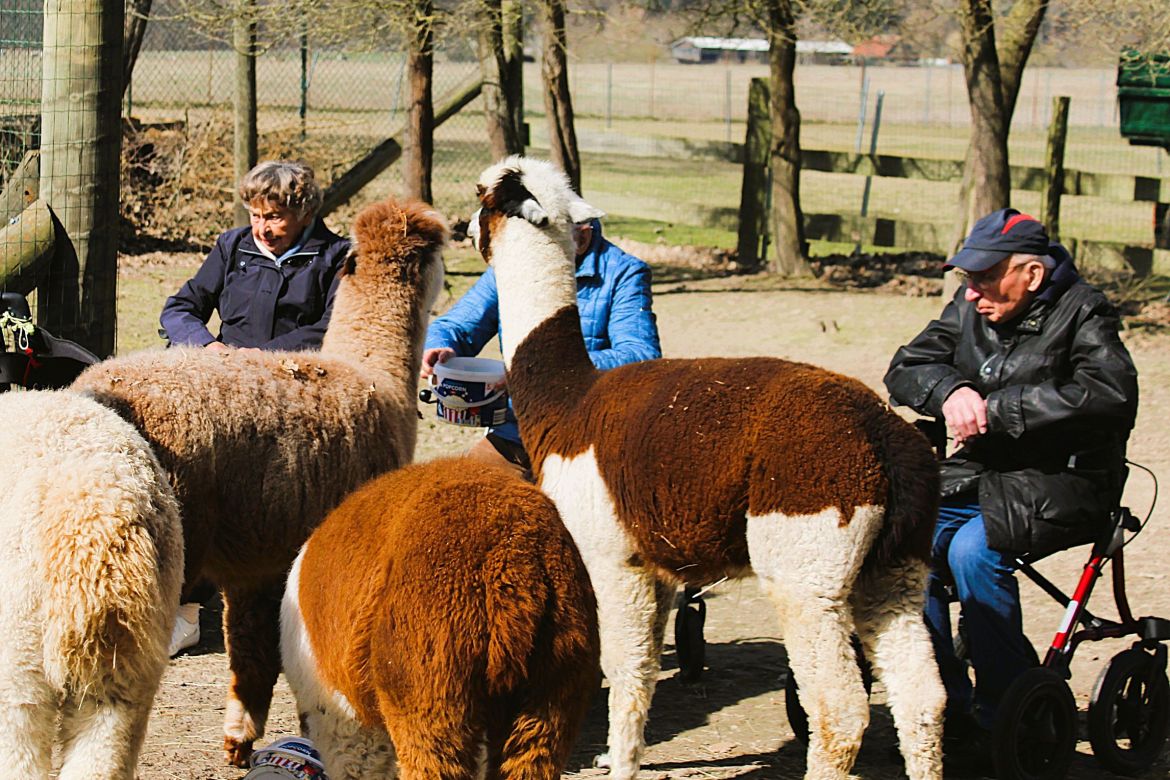 20260402_SE_Alpaka [ASB RV] (2).JPG